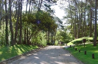 Bosque de Caril&oacute;