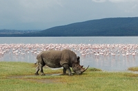 Lago Nakuru. Rinoceronte blanco.