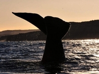 Avistaje de ballenas