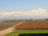 Vi&ntilde;edos